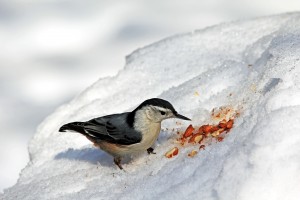 Nuthatch In The Snow